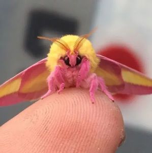 Meet your Posher, Laura